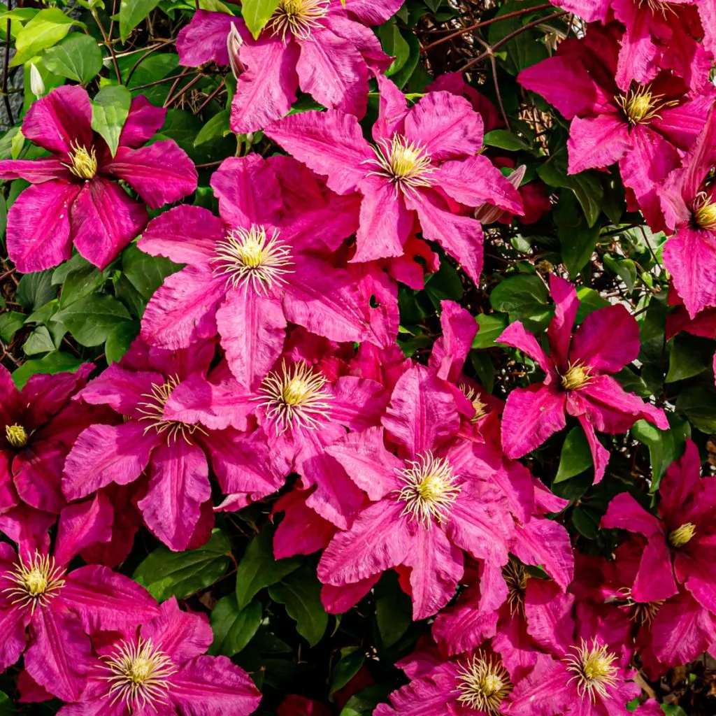 how to fertilize clematis