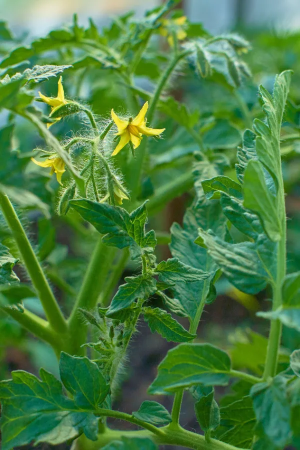 flowering tomato plant
