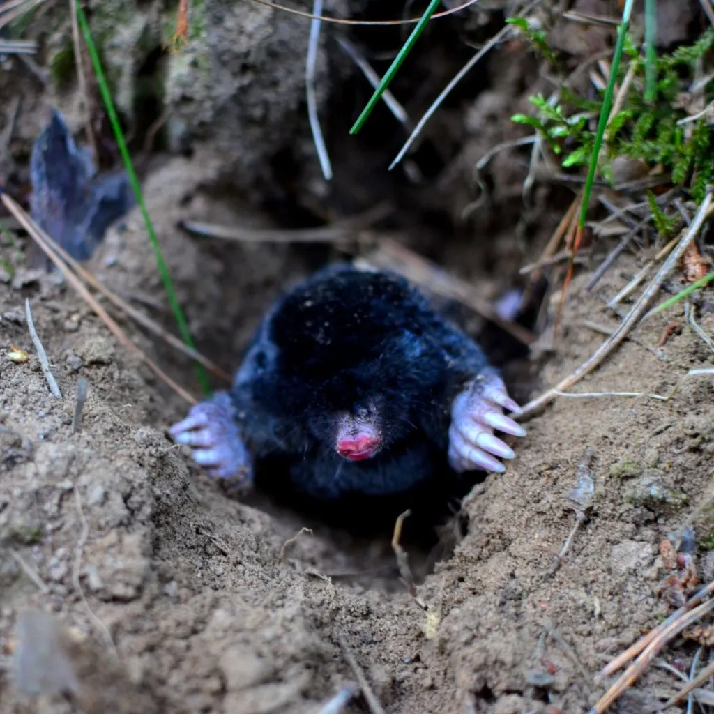 how to eliminate ground moles