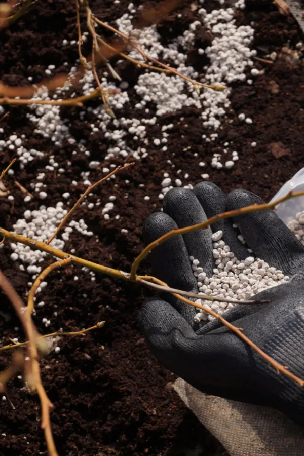 granular fertilize for blueberries