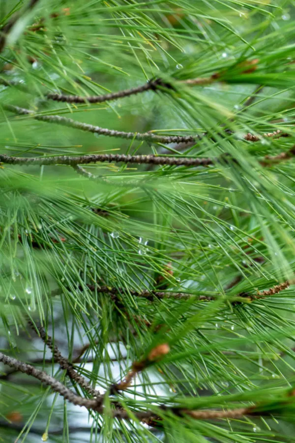 pine needles