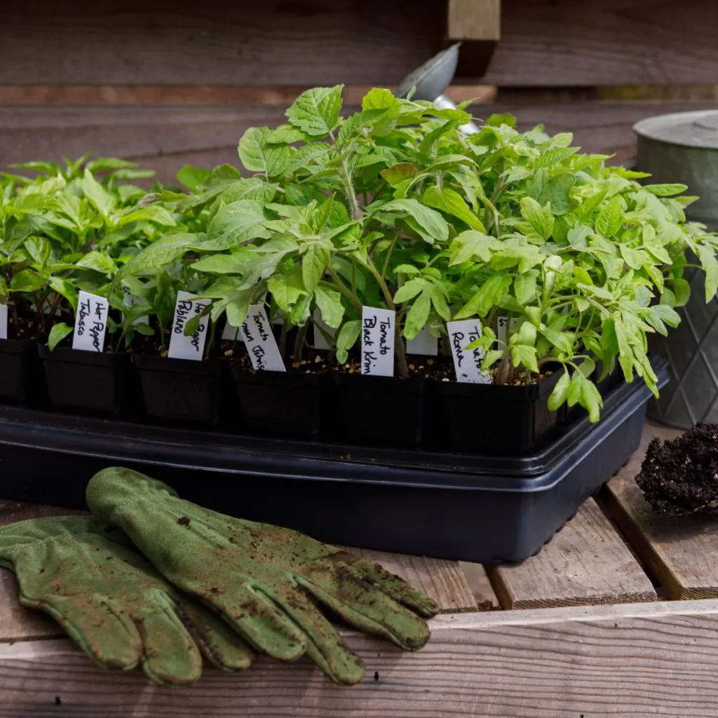 how to harden off tomato plants