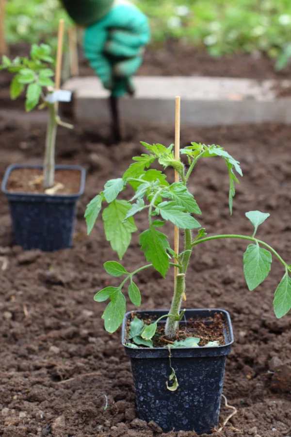 tomato transplant