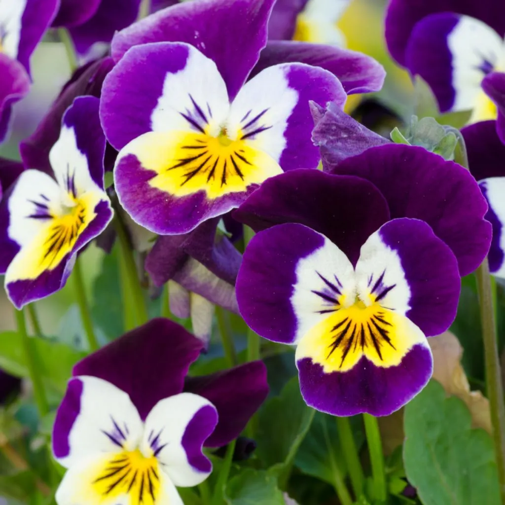 keep pansies blooming