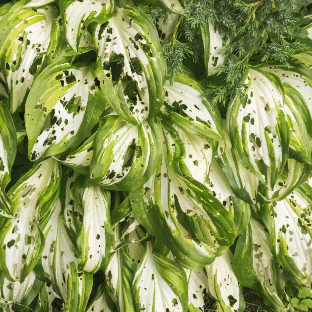 keep pests off hostas