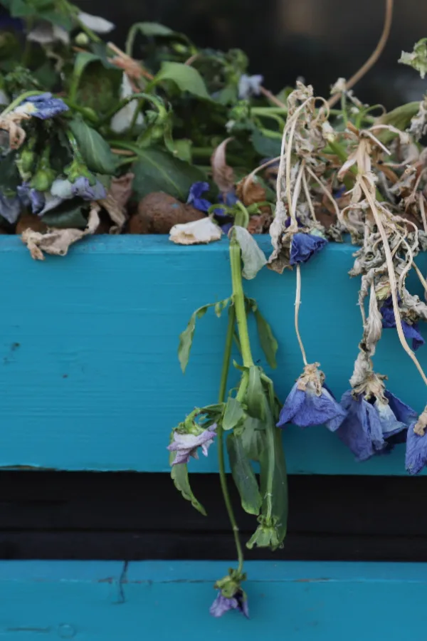 annuals dying off