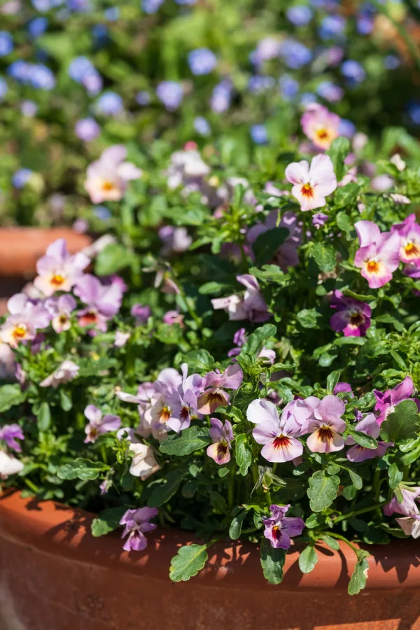 summer annuals