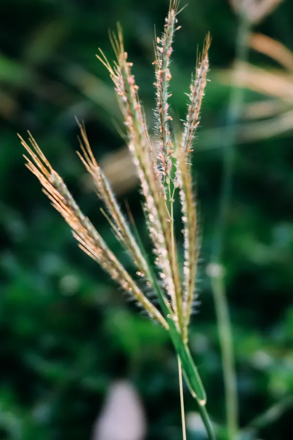 crabgrass seeds