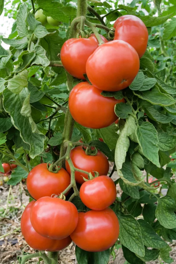 garden vegetables