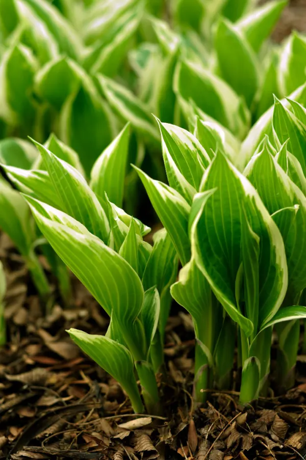 keep hostas safe