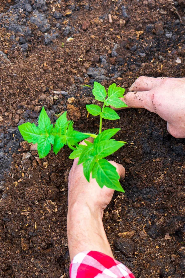 mulching tomato seedling with compost first 
