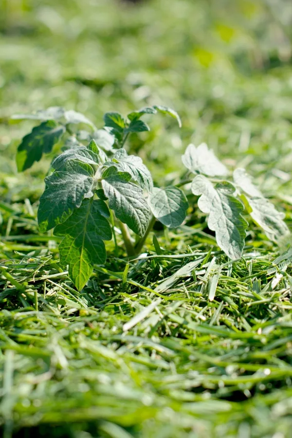 Grass clipping mulch around young tomato plant.