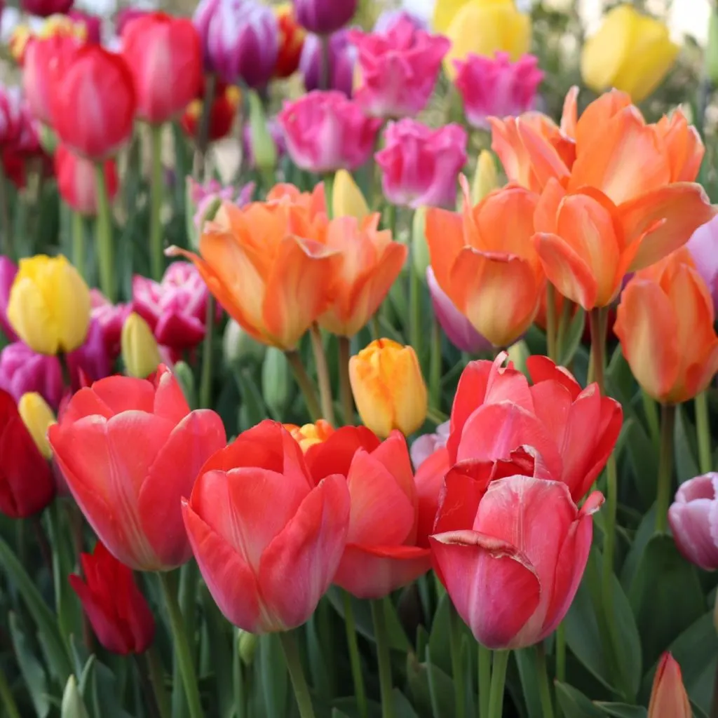 A field of colorful tulips blooming