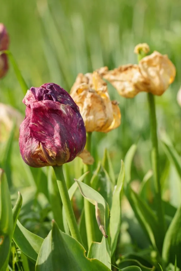 Faded tulip blooms