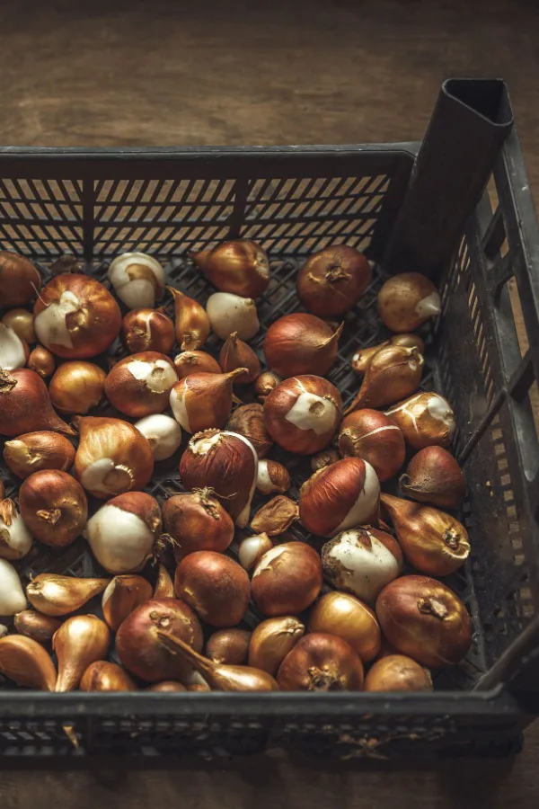 A storage box of tulip bulbs