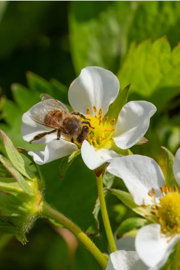 bee pollinating flower