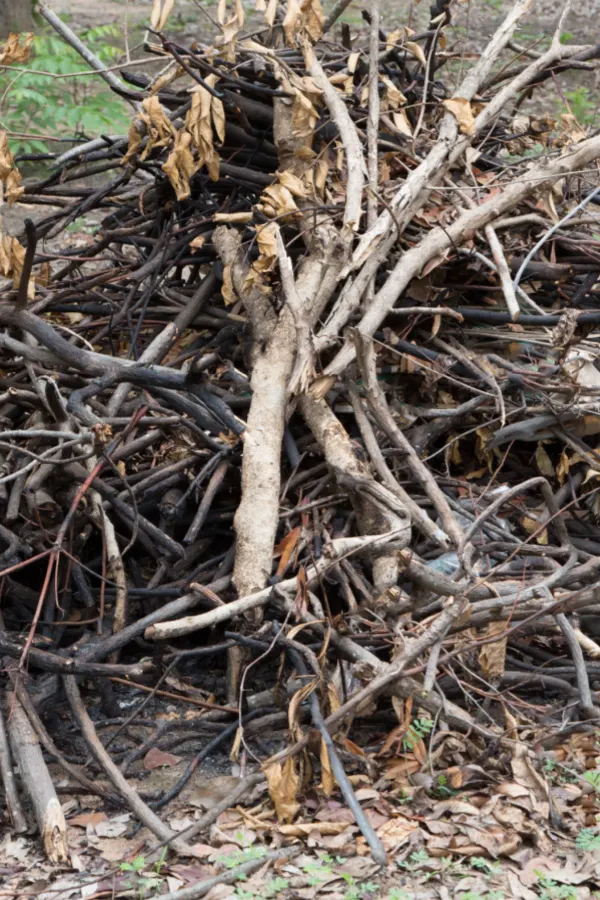 brush pile