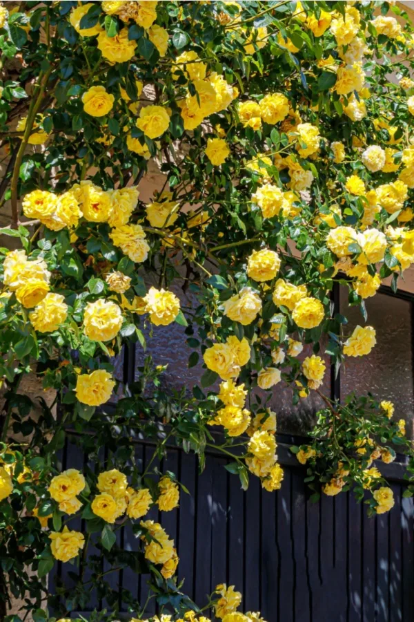 climbing rose bush
