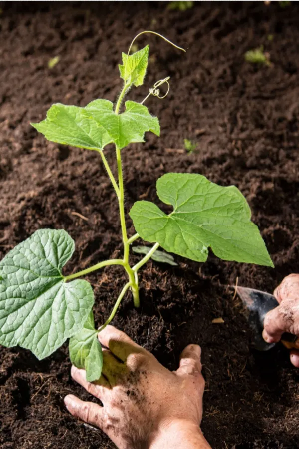 compost around vegetable plant