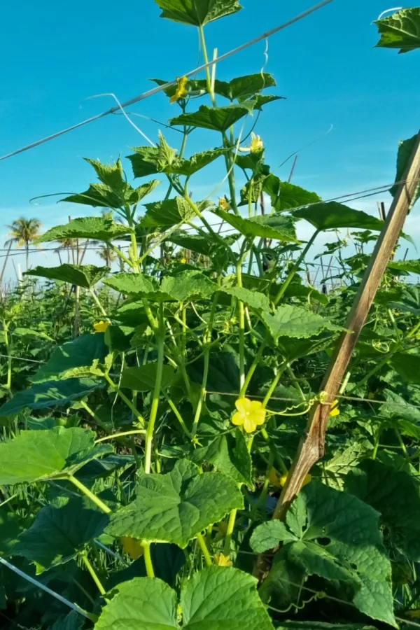 mature cucumber plant with blooms