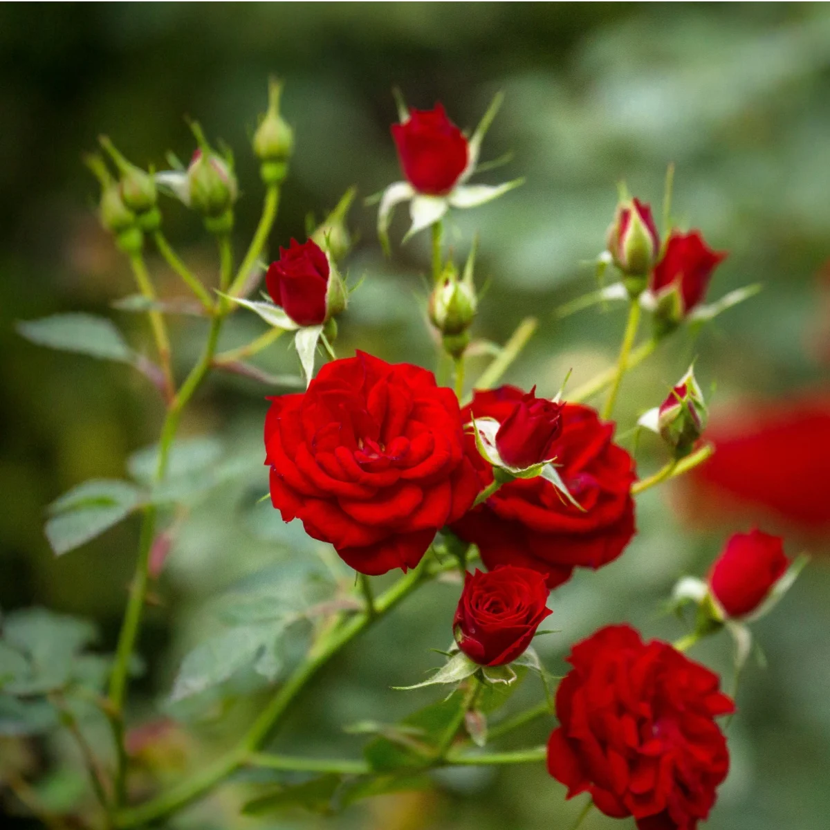 fertilize rose bushes