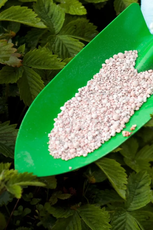 granular fertilizer to grow big strawberries