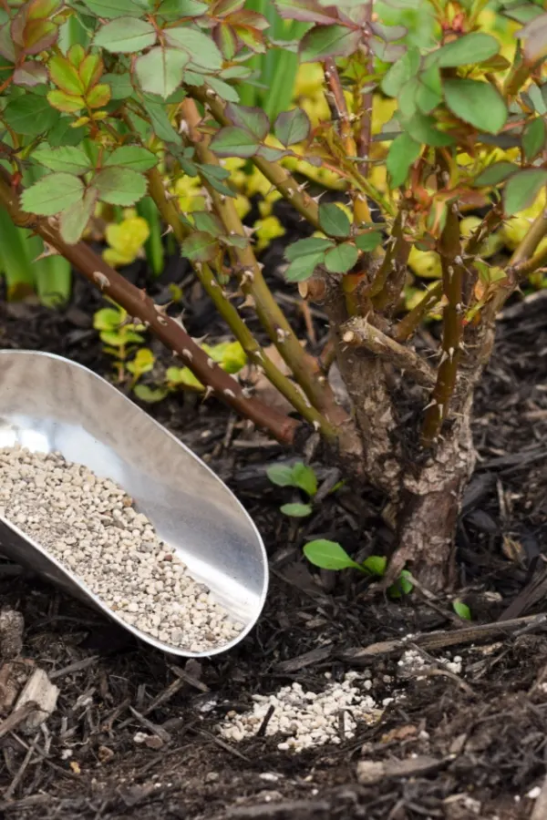 granular fertilizer rose bush