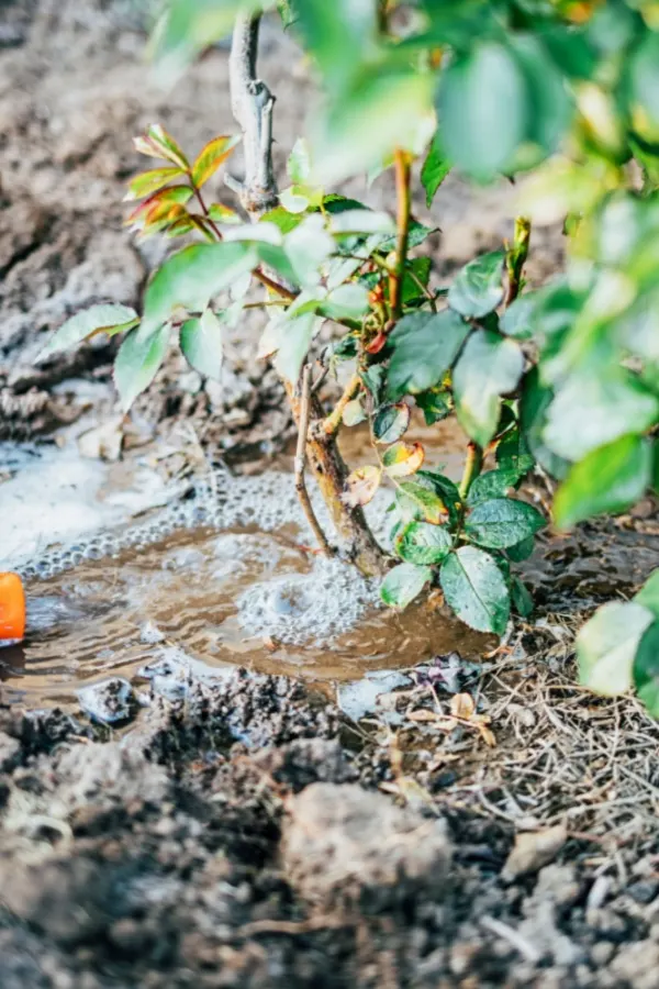 liquid fertilize rose bush