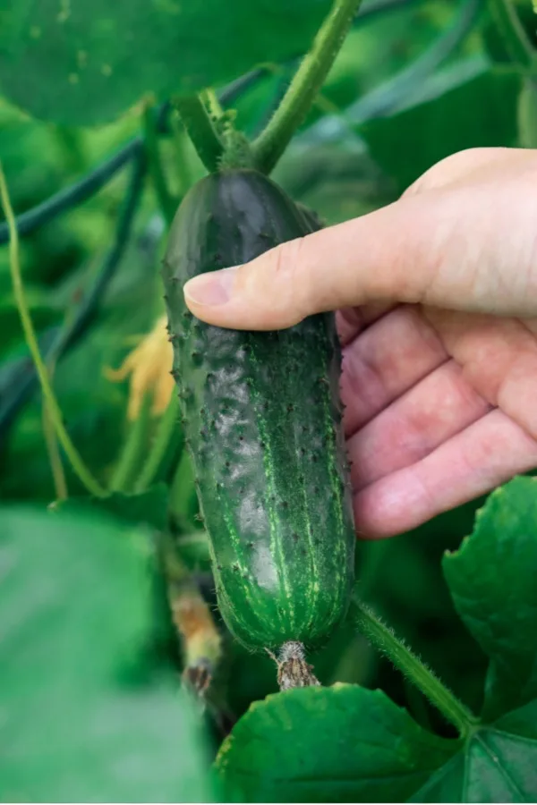 picking cucumbers