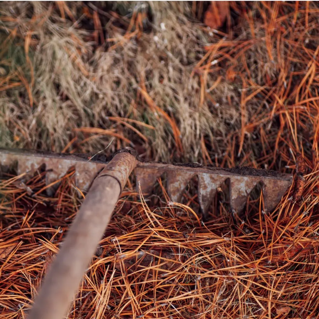 how to best use pine needles