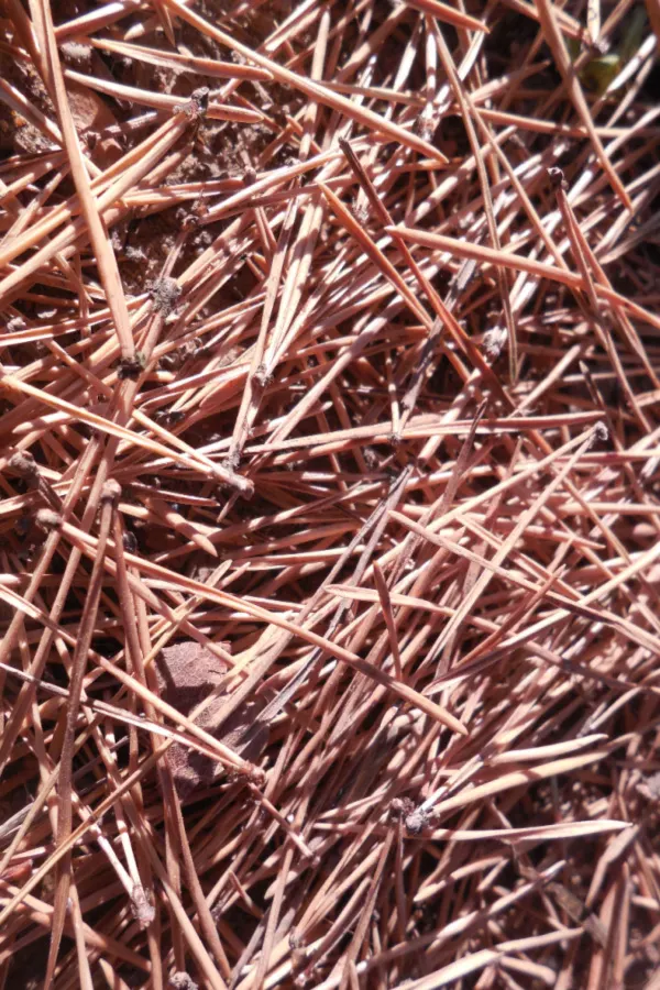 old pine needles