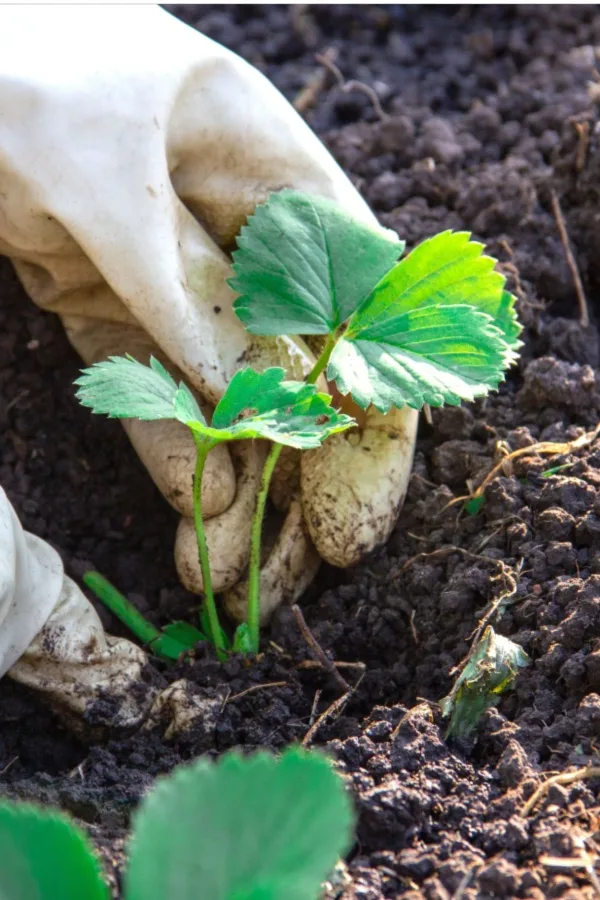 planting a strawberry plant