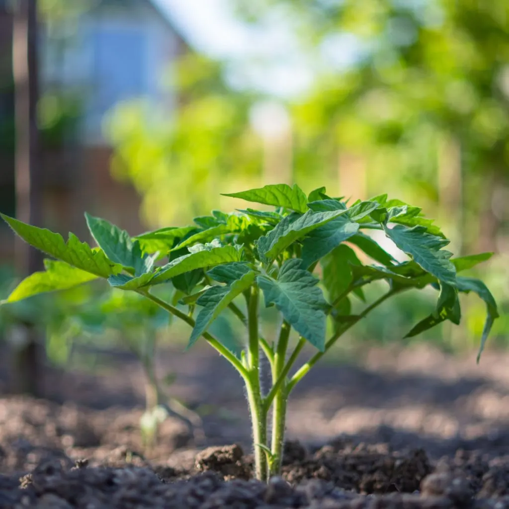 what to plant with tomatoes