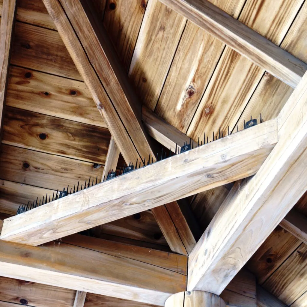 bird nests - prevent and stop