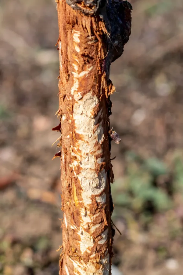 rabbit damage