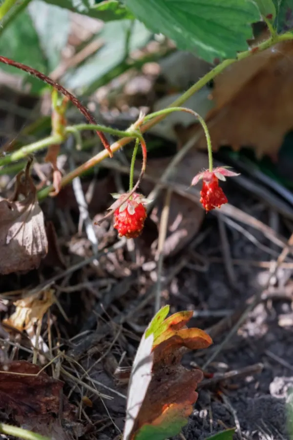 wilted plants in garden