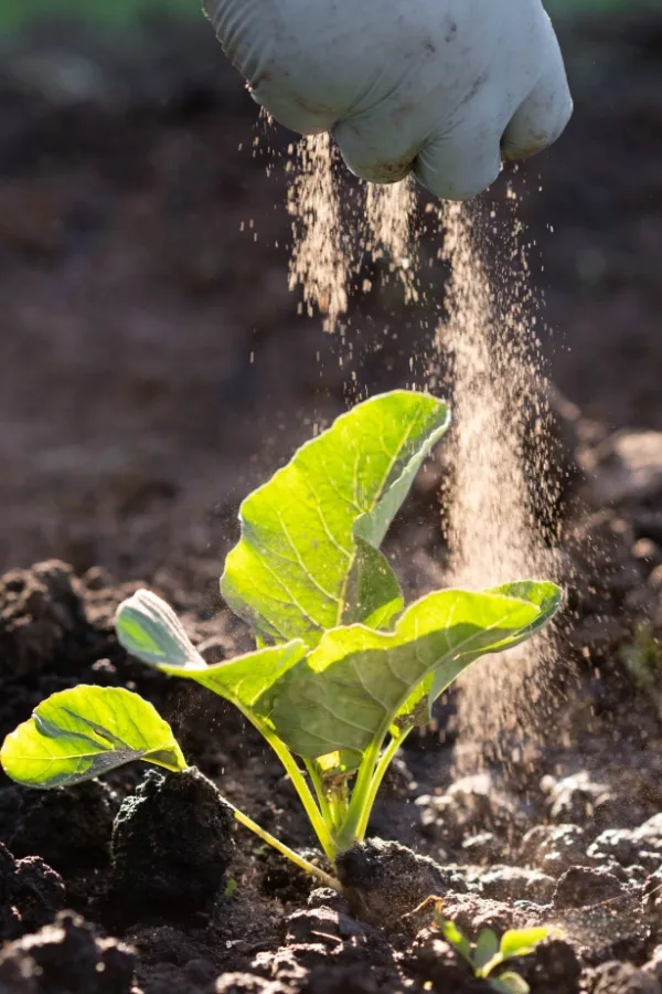 Flour on cabbage plants - stop cabbage worms