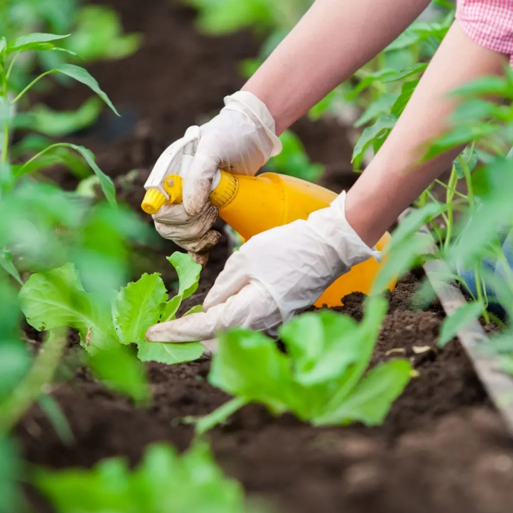 Using hot pepper spray on vegetables