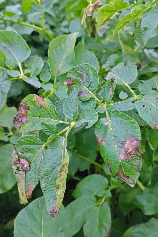 Potatoes with blight