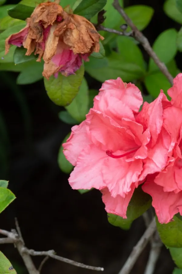 deadheading blooms