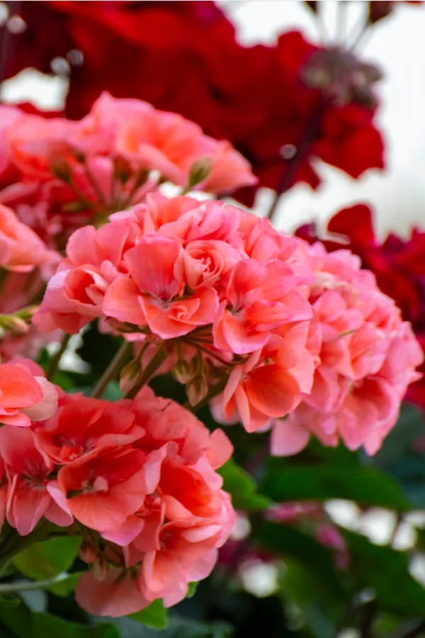 pink geraniums