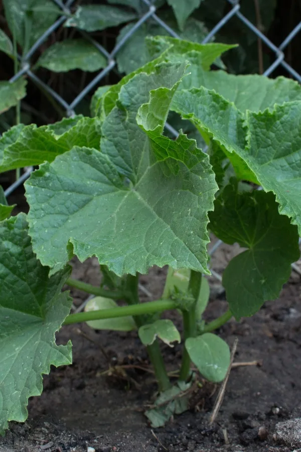 fence for cucumbers