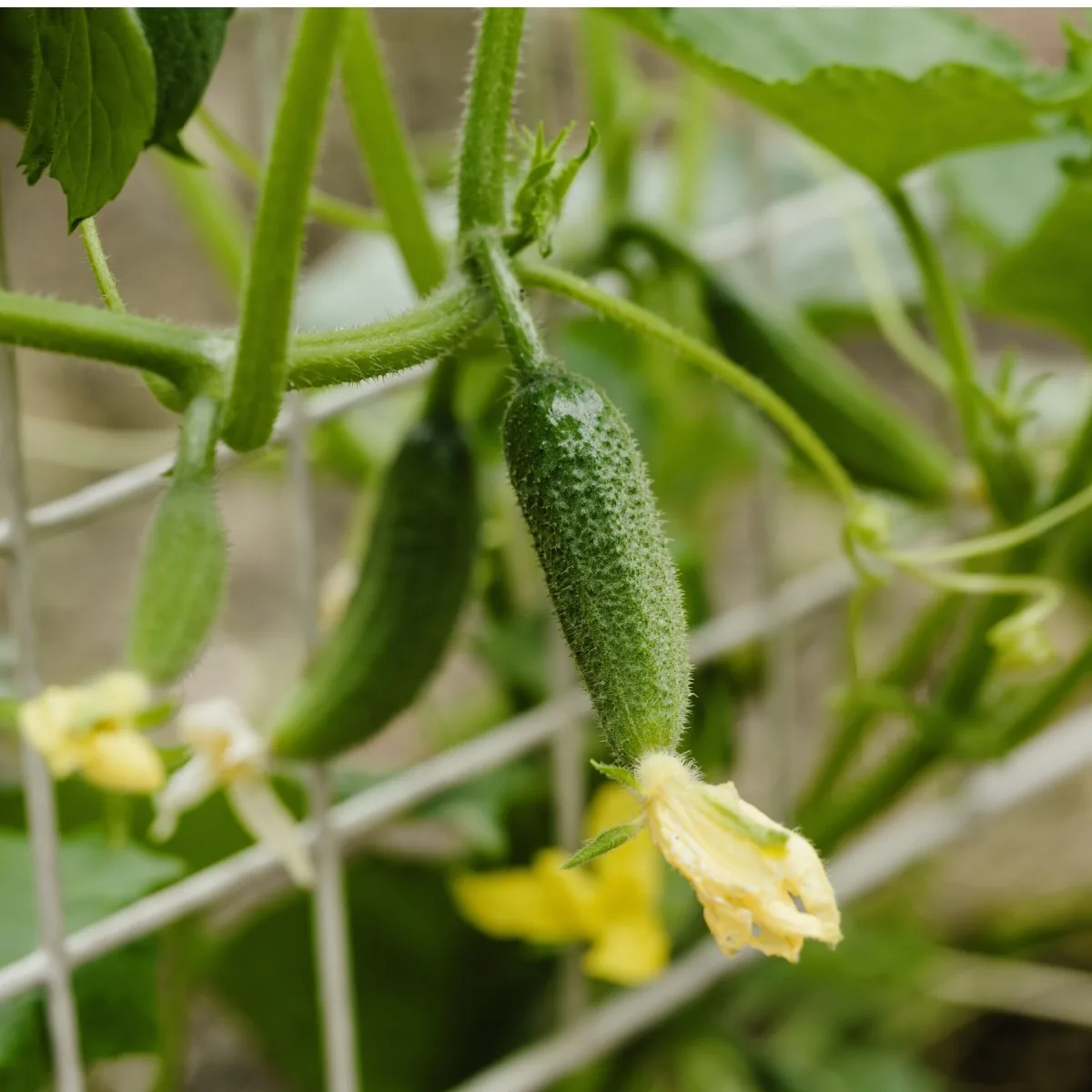 cucumber trellis