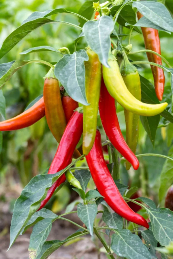 big harvest
