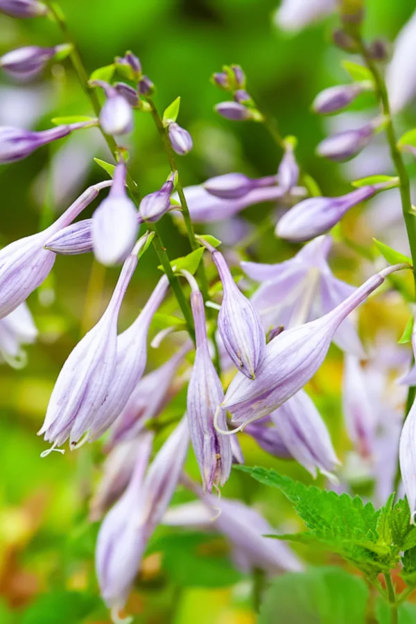 Remove blooms