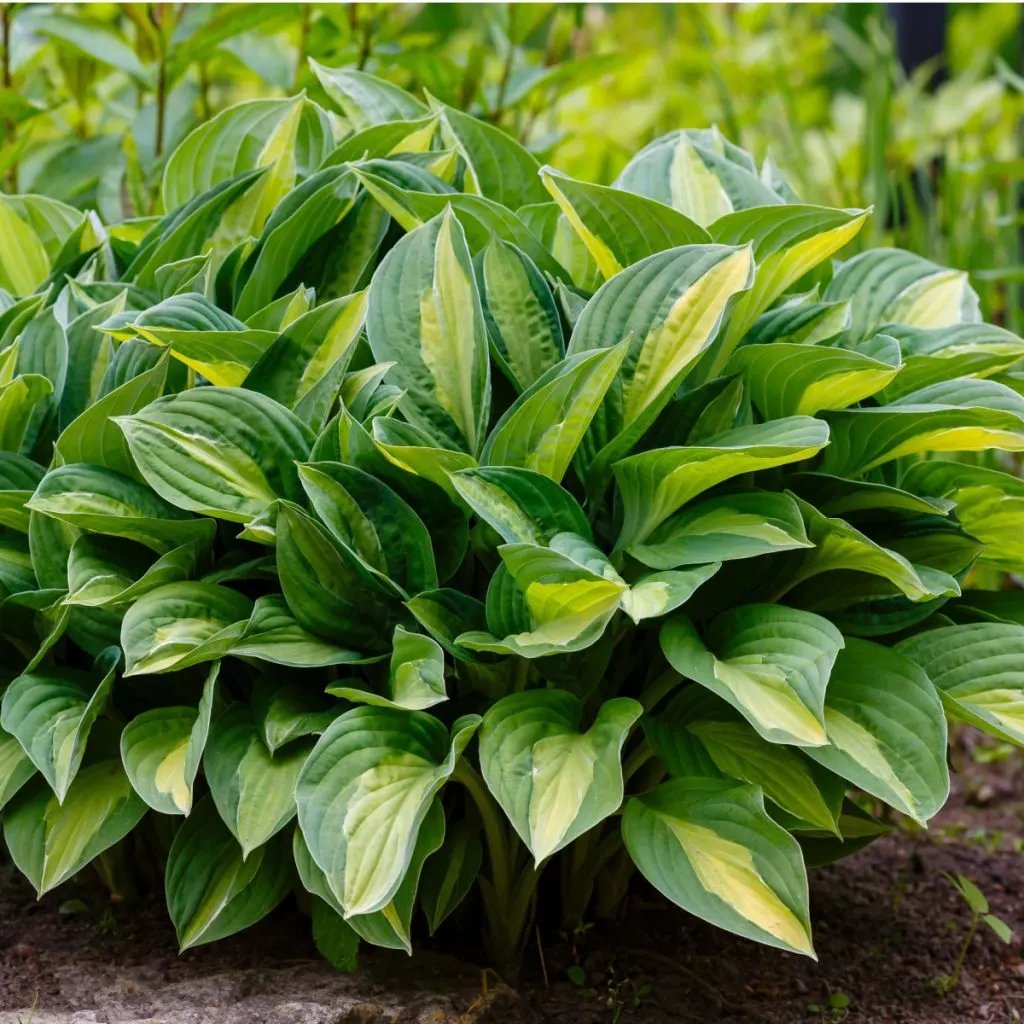 how to fertilize hostas