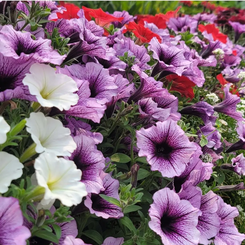 how to fertilize petunias