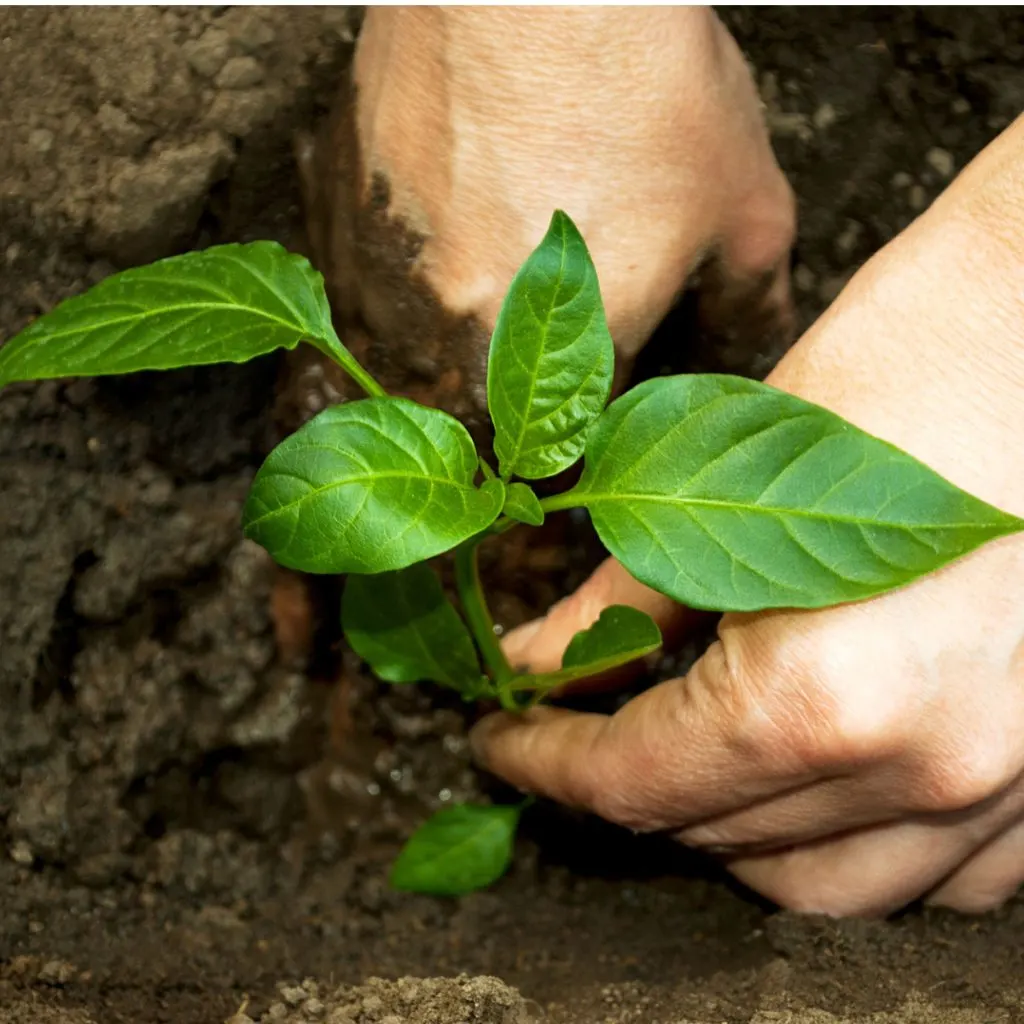 how to plant peppers