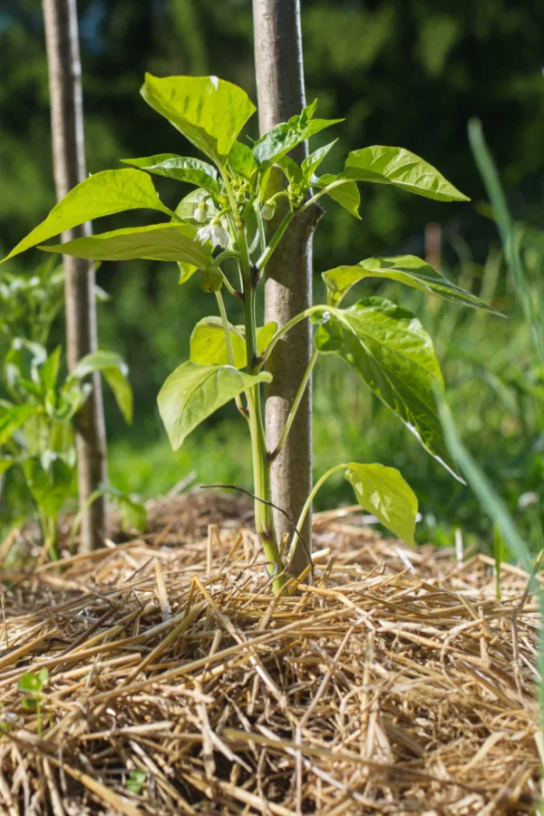 supporting plants