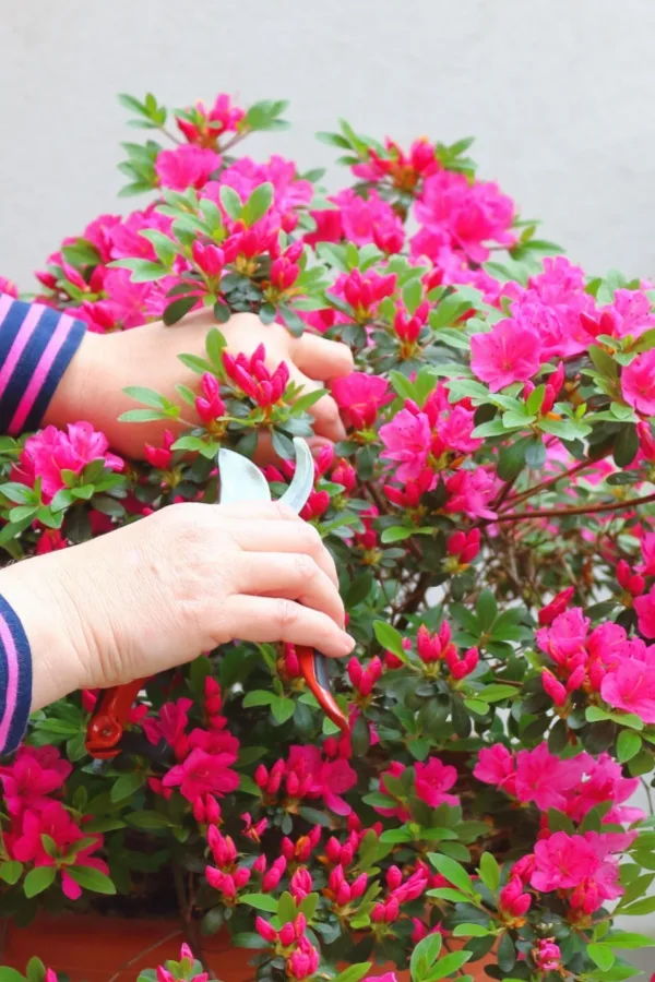 pruning azalea